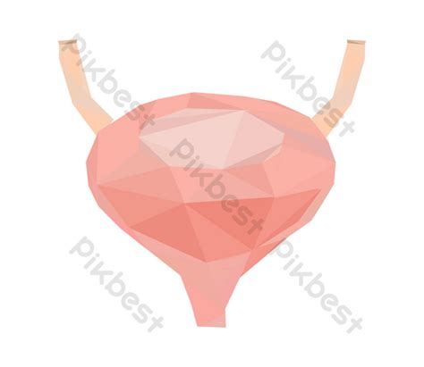Illustration Of Human Reproductive Organs PNG Images | PSD Free ...