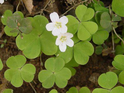 Кислица (Oxalis) Уход в домашних условиях. Размножение. Фото.