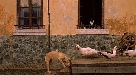 Жизнь как чудо: фильм (2004) смотреть онлайн бесплатно на ZonaFilm.ru