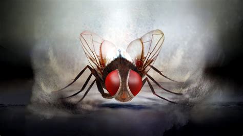 Eega (2012) - Backdrops — The Movie Database (TMDB)