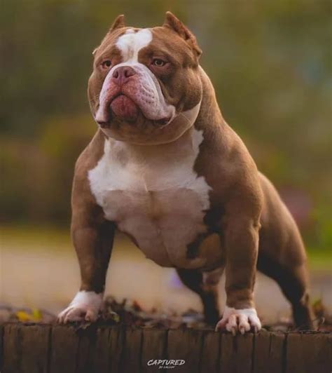 Ontdek de Populaire American Pocket Bully - Klaar om te verbazen?