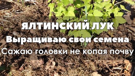 Ялтинский лук. Выращиваю свои семена - YouTube