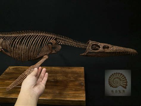 1/6 Liopleurodon Skull Skeleton Model – Lana Time Shop