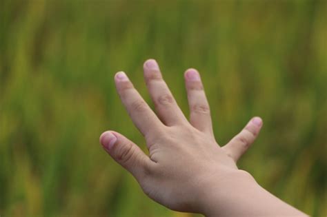 telapak tangan tangan foto stok  gambar  alam bagian