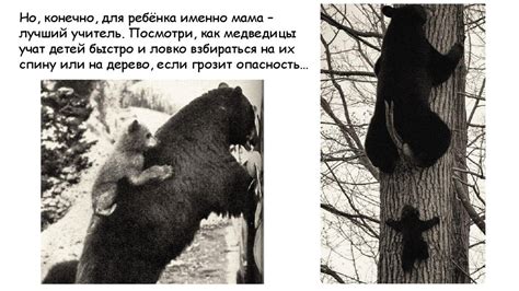Семья у животных. О семейных чувствах животных - презентация онлайн