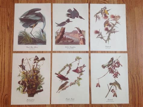 18 BEST LOVED BIRD PAINTINGS BY AUDUBON w/ Original Envelope PRINTS ...