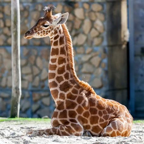 21 Photos Of Cute Baby Giraffes That Will Make Your Day Better - Bored ...