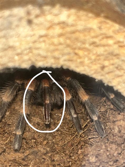what happens if tarantula losing weight cheap 6