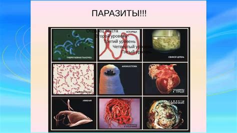 Очистка организма - YouTube