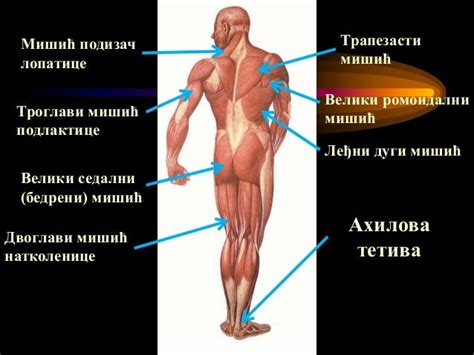 мишићни систем човека