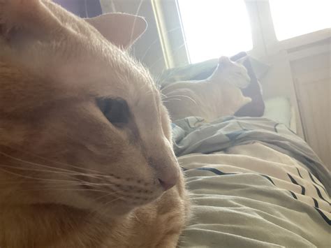 New images of me cats | Fandom