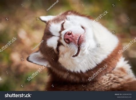 overwhelmed dog images stock  vectors shutterstock