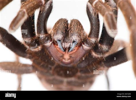 Eastern tarantula (Phlogius crassipes), close-up of fangs, spider venom ...