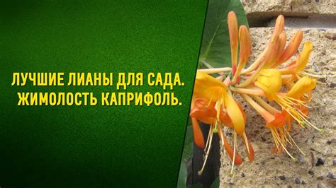 Лучшие лианы для сада Жимолость каприфоль - YouTube