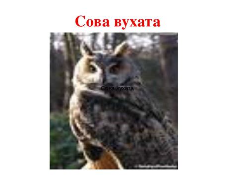 Совоподібні - презентація з біології