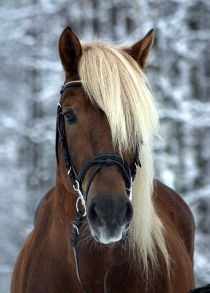 Flaxen haired maiden | Horses, Animals beautiful, Beautiful horses