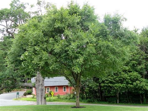 Ulmus parvifolia (Chinese Elm, Drake Elm, Lacebark Elm) | North ...