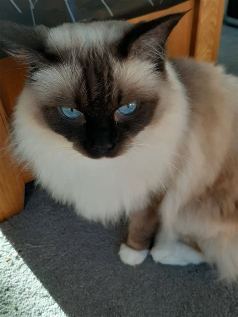 Fluffy girl : r/ragdolls