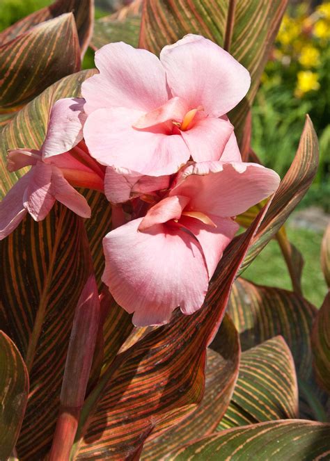 Canna, ‘Pink Sunburst’ - Grandora Aquatics