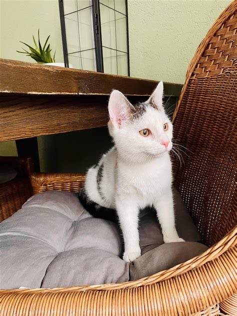 Adopted this 6 months old kitten today 😻 : r/cats