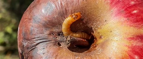 codling moth larvae - BioBee