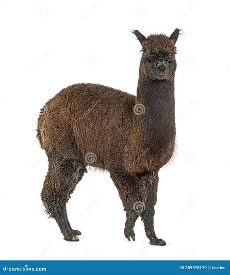 Dark Rose Grey Alpaca - Lama Pacos, Isolated on White Stock Photo