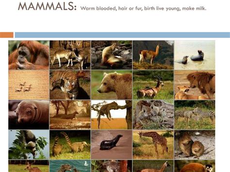 introduction  taxonomy powerpoint
