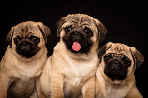 mops symptome gelenk arthrose beim mops pemhwz