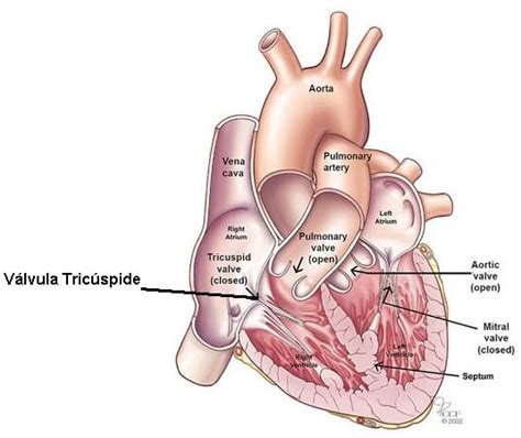 Válvula Bicúspide E Tricúspide - Salud y Medicina: Válvula Tricúspide