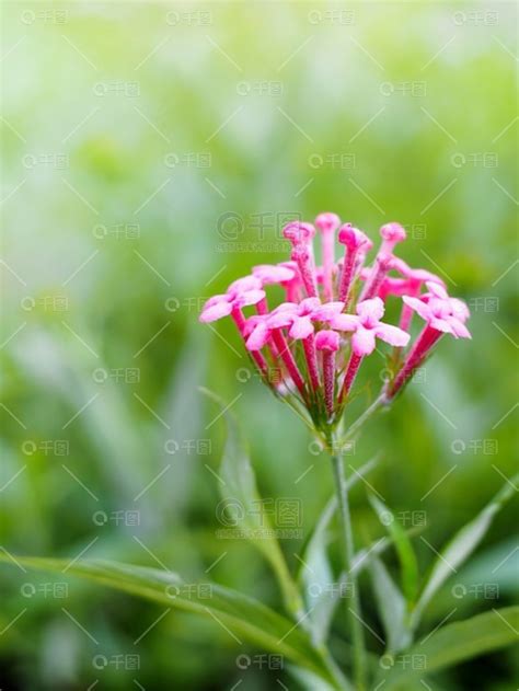 花园免抠元素-美丽的绿色花园中的穗花。-素材免费下载-626像素-jpg格式-编号67965993-千图网