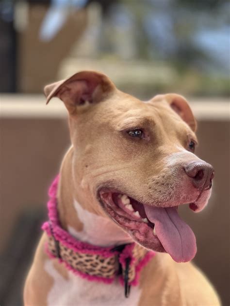 The Queen of the pack : r/pitbulls