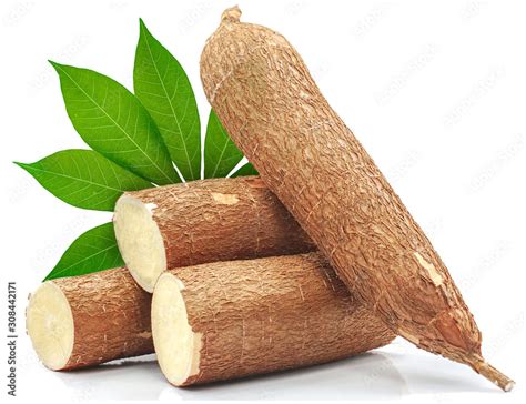 cassava root isolated  white background stock photo adobe stock