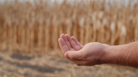 premium stock video farmer pours grain  stands   field