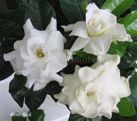 Гардения Gardenia - описание и уход в домашних условиях