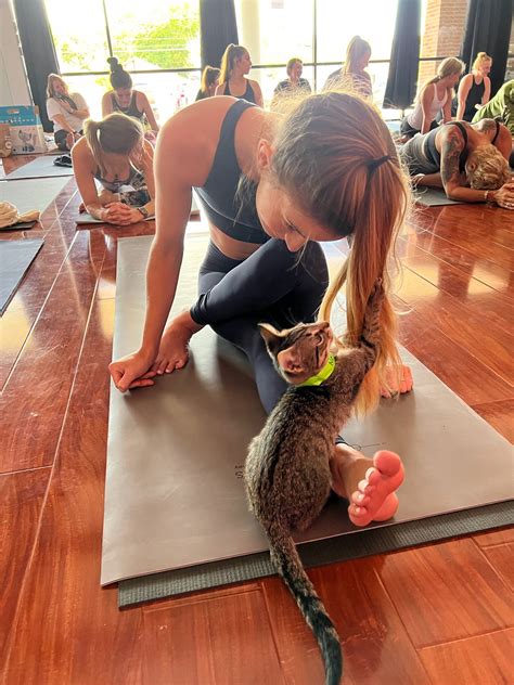 Puppy Yoga and Kitten Yoga - Austin TX — Inner Diva Studios