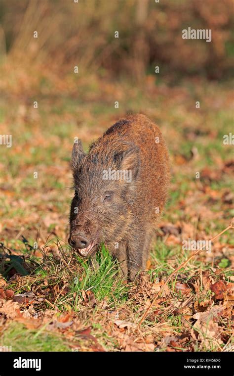 Young Wild Boar rooting in the Forest of Dean Stock Photo - Alamy