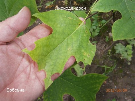 Лириодендрон, Дърво-лале (Liriodendron tulipifera) - БЪЛГАРСКИЯТ ...