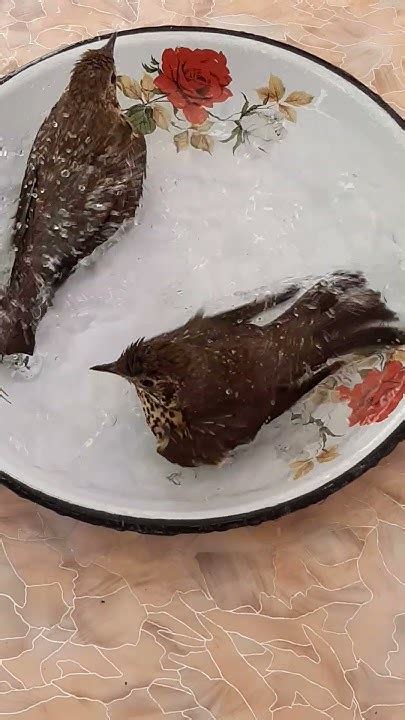 #shorts #дрозды_купаются #bird #turdus певчий дрозд выкормыши самец и ...