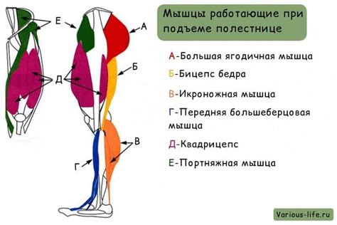 Польза ходьбы по лестнице для здоровья | Блог Евгения Курашова