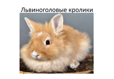 Мой питомец — декоративный кролик - презентация онлайн