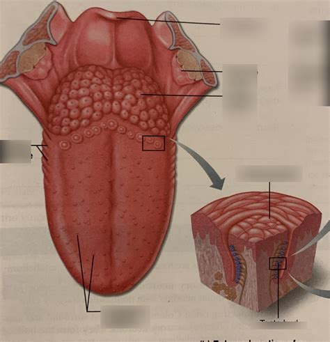 Anatomy Lab Quiz 1 Labeling: Taste Buds Diagram | Quizlet