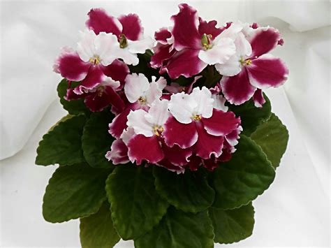 Plant Photography, Flowers Photography, Exotic Flowers, Beautiful ...
