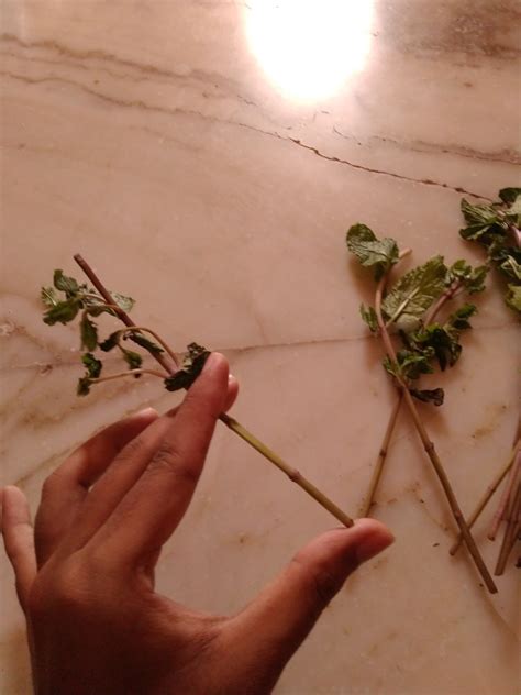 Growing mint from cuttings? Here’s your step by step guide! – Mood To Read