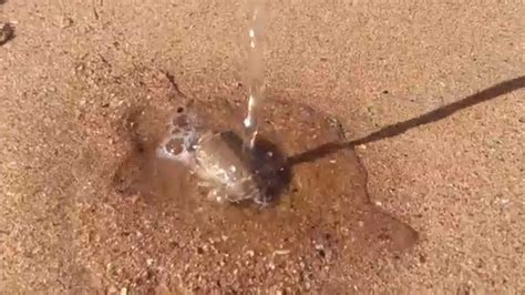 O Que Tem Debaixo Da Areia Da Praia