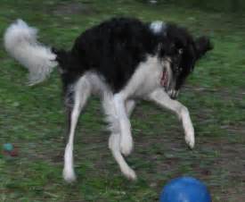 2863 best Borzoi Borzoi Borzoi & GazeHounds images on Pinterest