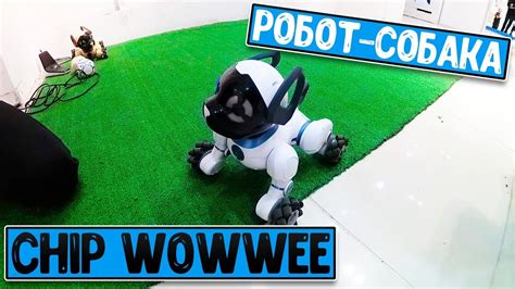 Робот-собака CHiP WowWee | Интерактивная выставка роботов в Бресте ...