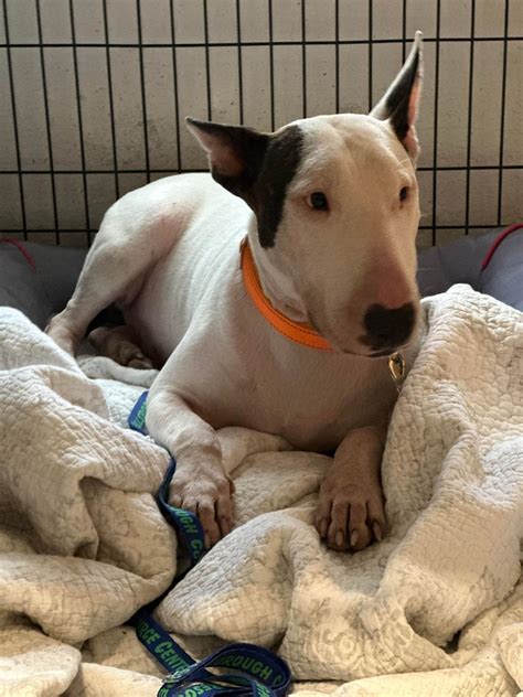 A 'Trooper': Florida dog rescued from Hurricane Milton on I-75 awaits