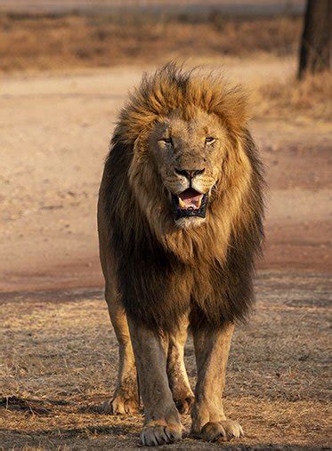 stop wildlife trade wildlifefeet