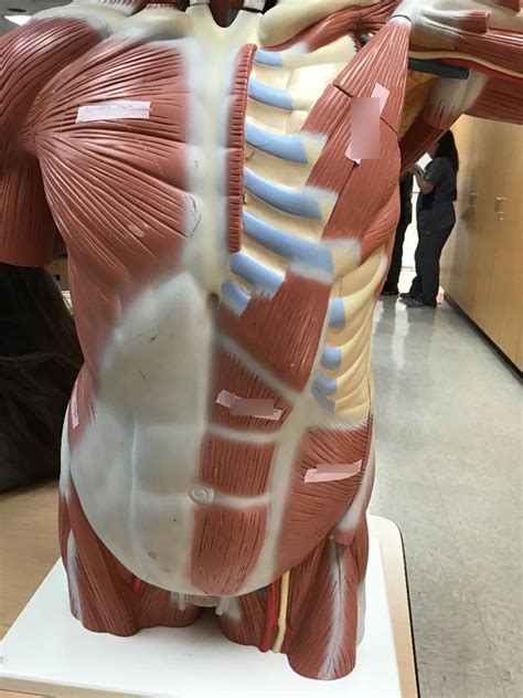 front  torso muscle diagram quizlet