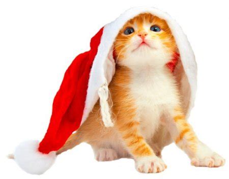 Новогодние котики